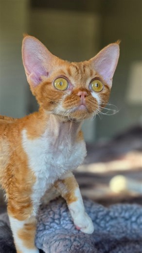 Have you ever seen a Devon Rex cat?! Here is a sneak peek at what the future looks like here at MCC❤️‍🔥❤️‍🔥❤️‍🔥 I couldn't be more excited!!! Be sure to follow for all of the beautiful updates! #magiccurlscattery #devonrex #ethicalbreeder #rawfedcats #naturalrearingbreeder | Devon Rex and Minskin Kittens