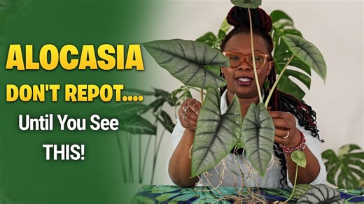 Alocasia Repotting – Everything You NEED to Know for Healthy Growth
