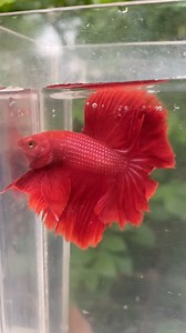 El pez betta pura sangre o súper red hm media luna #betta #rojo #hm | Platino Bettas
