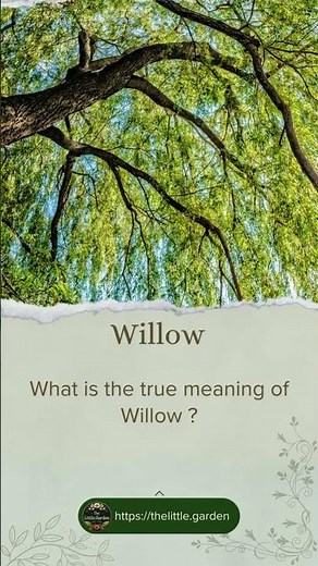 What is the true meaning of Willow