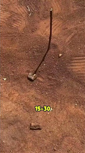 How to Find Direction Without a Compass😲