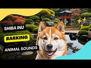 Shiba Inu Barking - shiba sounds! | the sounds of the shiba inu #shibainu