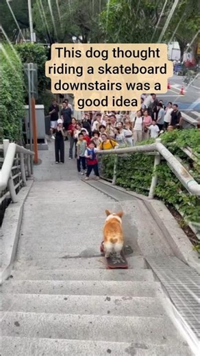 This dog thought riding a skateboard downstairs was a good idea #shorts