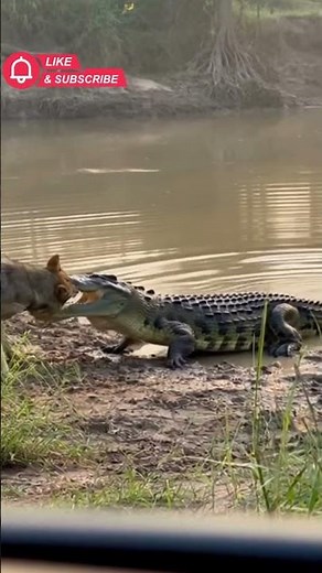 Crocodile vs Wolf fight Wild animal battles #WildScope #AnimalShorts #AnimalAttack