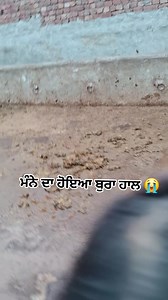 ਮੰਨੇ ਦਾ ਹੋਇਆ ਬੁਰਾ ਹਾਲ 😭 part 1 Follow for more Khabbra DAIRY FARM #farmerlifestyle #dairyfarm #trending #trendingreels #animalfarming #farming #cattlefarming #trendingshorts #funny #minivlog #animallover #facebookviral | Khabbra DAIRY FARM