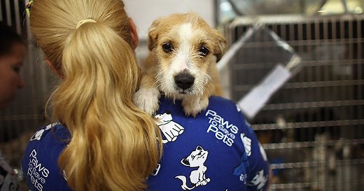 Why veterinarians are more than twice as likely to die by suicide than the general population