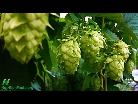 What are the Effects of the Hops Phytoestrogen in Beer?