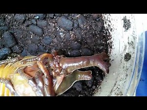 Rhinoceros Beetle Pupae