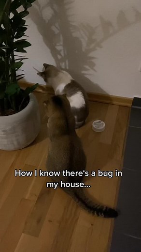 How Cats Detect Bugs: A Funny Observation