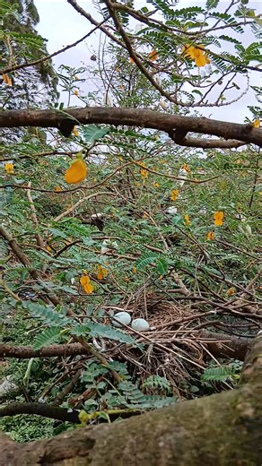 Trees with nests full of eggs #wildlife #natureadventures #birdsong #birds #birdhome #birdwatch
