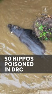 At least 50 hippos have died after being poisoned at a national park in the Democratic Republic of Congo. Tests confirmed the animals died from anthrax poisoning. #Channel4News #Hippos #Anthrax #Africa | Channel 4 News