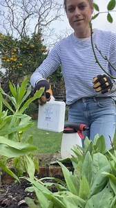11K views | Say goodbye to gardening fuss!  Introducing the Hose End Sprayer, a game-changer for new gardeners! Simply attach it to your hose and add fertiliser or liquid feed. The sprayer mixes everything perfectly, giving you healthy plants with minimal effort. No mess, no hassle - just happy plants! | Gubba Garden Store | Facebook