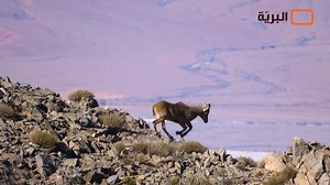 ما اسم الحيوان ؟🐐🦌🦬 صحراء الجزائر | Wild Algeria