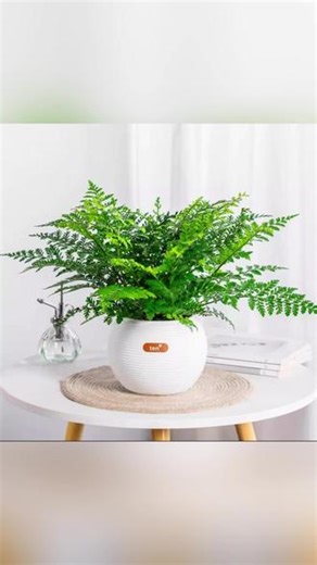 吉姆蕨室内绿植阳台客厅办公室盆栽耐阴好养四季常青观叶植物#室内绿植 #吉姆蕨 #耐阴植物 #观叶植物 #盆栽