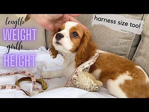 HOW BIG IS A 4 MONTH OLD CAVAPOO PUPPY? Harness Size, etc!| Cavapoo Growth in the First Year!