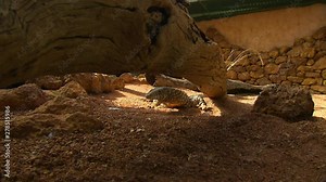 Steady, medium wide shot of a perentie underneath a large log in a man-made habitat.