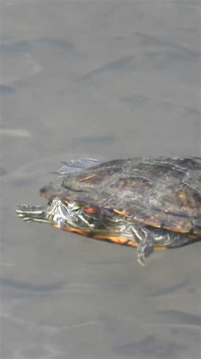 red-eared slider #turtle #penang #botanicalgarden