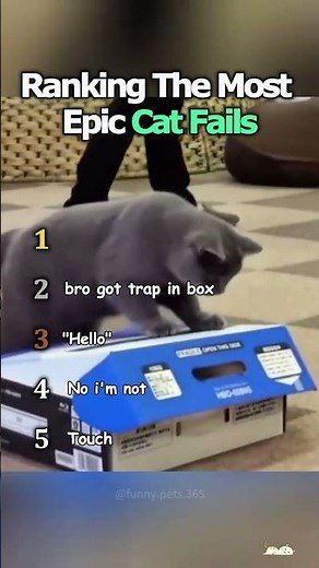 Ranking the Most Epic Cat Fails Ever