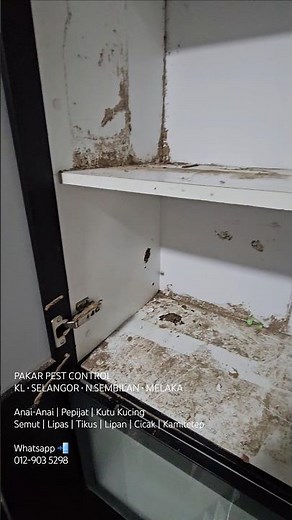 Protect Your Home Before Termites Destroy It! Get Professional Termite Control Today