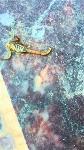 Ali Marwat on TikTok