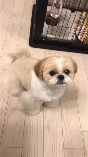 Shih Tzu adoption Florida, Florida Shih Tzu rescue, Adopt Shih Tzu FL, Shih Tzu for adoption in Florida, Florida Shih Tzu shelter dogs, Sunshine State Shih Tzu adoption Major Cities Shih Tzu adoption Miami, Shih Tzu rescue Orlando, Tampa Shih Tzu for adoption, Jacksonville Shih Tzu adoption, Fort Lauderdale Shih Tzu rescue, Shih Tzu adoption West Palm Beach, Naples Shih Tzu available, St. Petersburg Shih Tzu adoption, Tallahassee Shih Tzu rescue, Gainesville Shih Tzu for adoption Regional Areas 