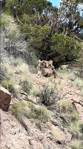 Big horn sheep - males resting above the road in Colorado Monument National Park