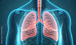 x ray of a human body