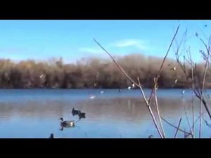 Cedarwood Pudelpointers Duck Hunt