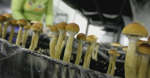 Edmonton clinic offers psychedelic therapy