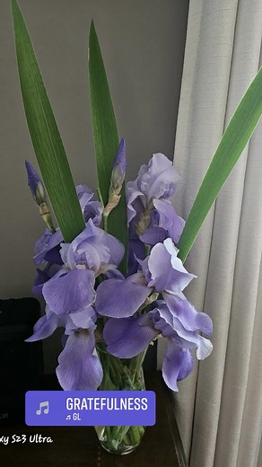 Suzanne J. Johnson on Reels