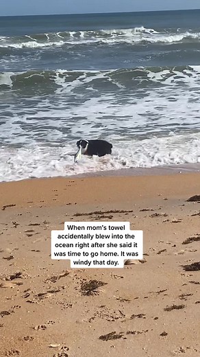 This girl. #ocean #florida #beach #fyp #australianshepherd #sidneypoo #crazygirl #doglover #puppy