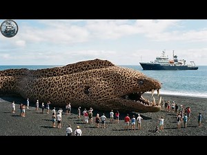 The Day a Deep Sea Hunt Ended Here – Tourists Faced a Beached Monster