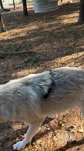 More drama with these kids then a bunch of high school girls 😂🤷‍♂️ | Rustic Retreat Deer Park