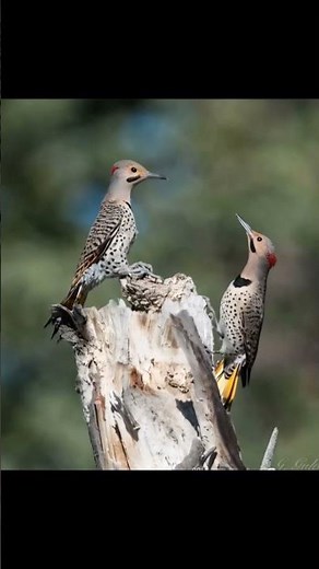 Alabama State Bird Northern Flicker Yellowhammer