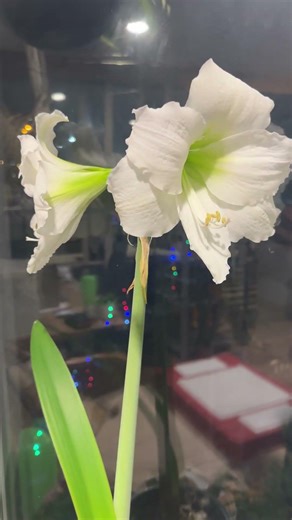 Цветочный рай. Моя оранжерея #живыецветы #оранжерея #даритецветы #гиппеаструм #весна2026