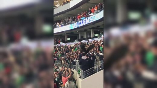 Bald eagle lands on football fan during game