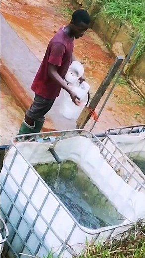 Comment réussir sa production de poisson en etang👇