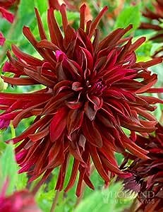 Brigitta Alida Dinnerplate Dahlia Flower Bulbs - Huge Blooms up to 10" Wide - Deer Resistant - Good as Cut Flowers - Grows Well in Containers - Easy to Grow Live Plants - Outdoor Garden