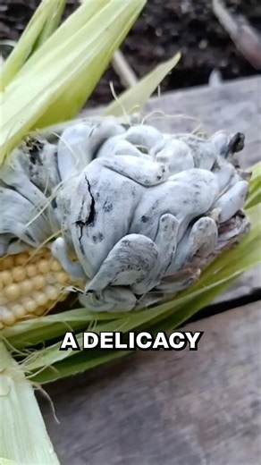 The Fungus That Makes Corn Valuable