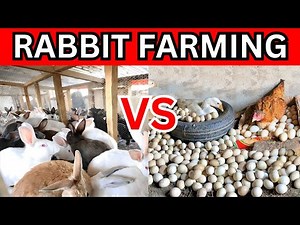 The shocking truth: Rabbit farming vs chicken farming