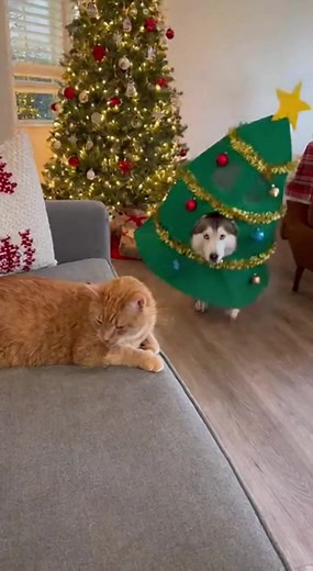 Cat Attacks the Husky Dressed as a Christmas Tree 🎄🐕💥🐱😂 #reelsfbシ #fypシ #dog #funnyvideos #husky #bullydog | Joshua Geake