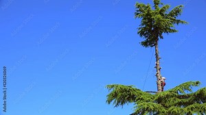 Tree surgeon working on tree, cut tree falling
