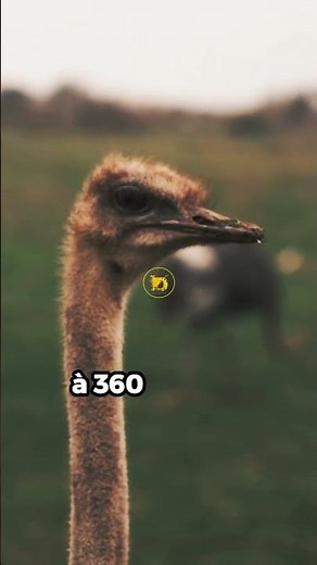 🦤 L’Autruche – Plus Qu’un Oiseau Géant : Une Survivante de l’Impossible ! #animaux #Autruche