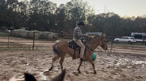 HOLLY 7 year old , BUCKSKIN/DUN MOLLY MULE 15 hands tall .. really nice trail mule .. very friendly | Max Bishop