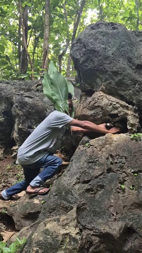 There is a batik chicken on this rock. #nature #shortsviral