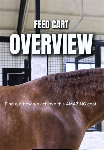 Optimal Feed Programs for Stallions: Discover CR Get Tuff's Routine