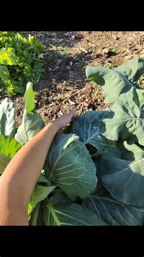 Connaissez vous la capacité des feuilles de choux a repousser l'eau ? 🥬 Les feuilles de chou sont hydrophobes, c’est-à-dire qu’elles repoussent l’eau. Cette propriété vient de la fine couche cireuse (appelée cuticule) qui recouvre leur surface. Cette cire forme une barrière imperméable : au lieu de s’étaler, l’eau se regroupe en gouttelettes sphériques qui roulent facilement sur la feuille. Ce phénomène, aide la plante à rester propre (les gouttes emportent la poussière et les micro-organismes)