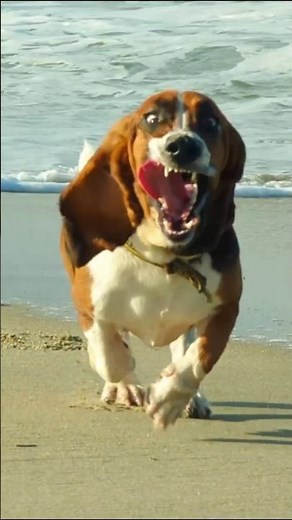 Earth's Fiercest Predator - The Basset Hound
