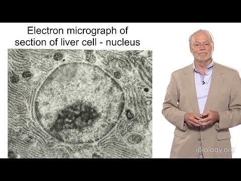 Phillip A. Sharp (MIT): RNA Splicing: What is a Gene?
