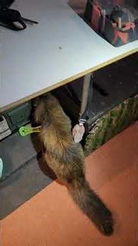 Daily Life with Lizzie Borden: Plants, Lizards, and Chaos 😂 #Shorts #cat #microgreens #lizard